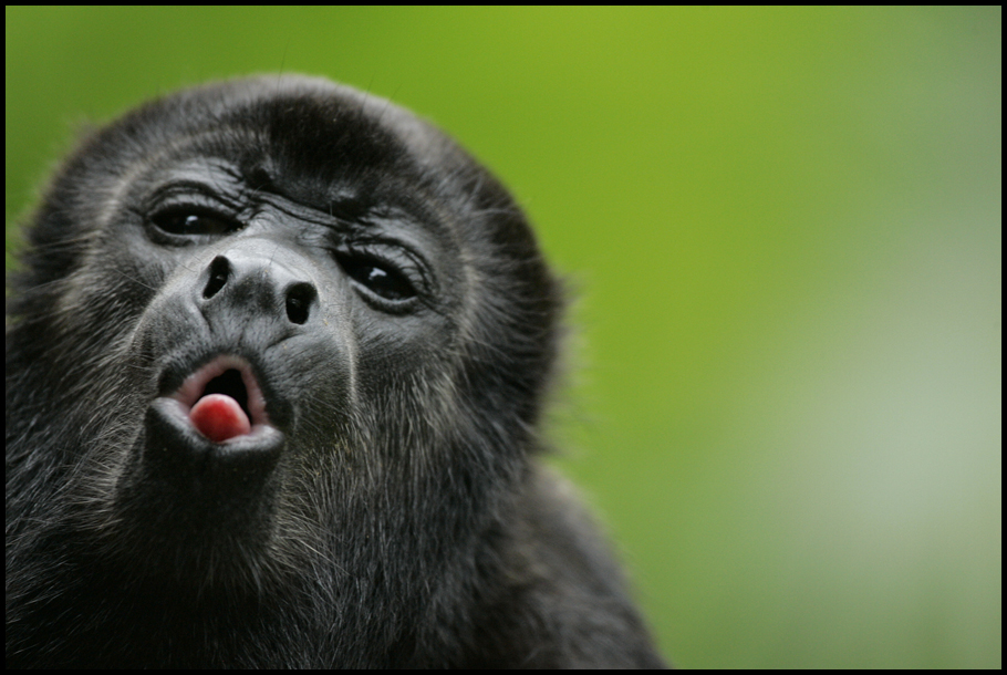 3 howler monkey tongue