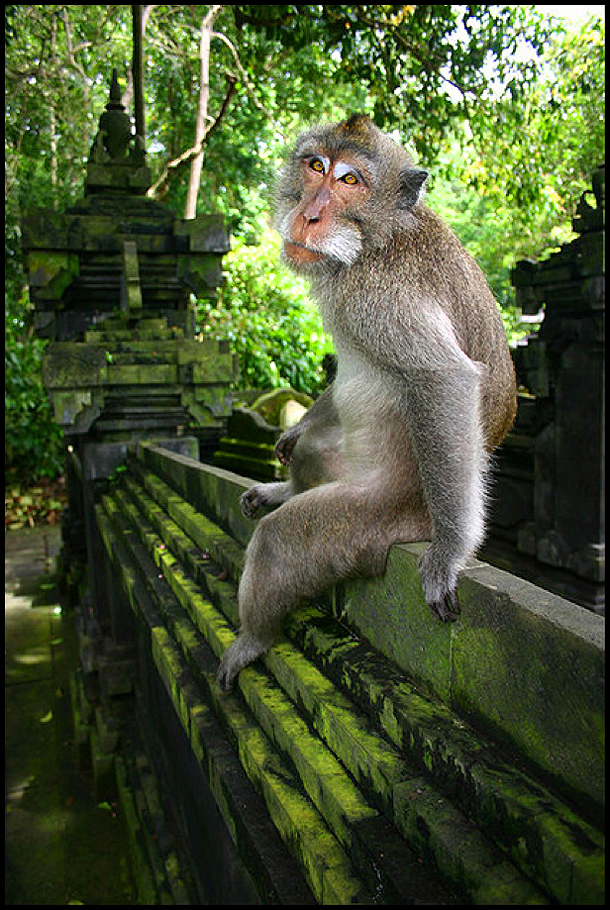 9 Monkey Temple
