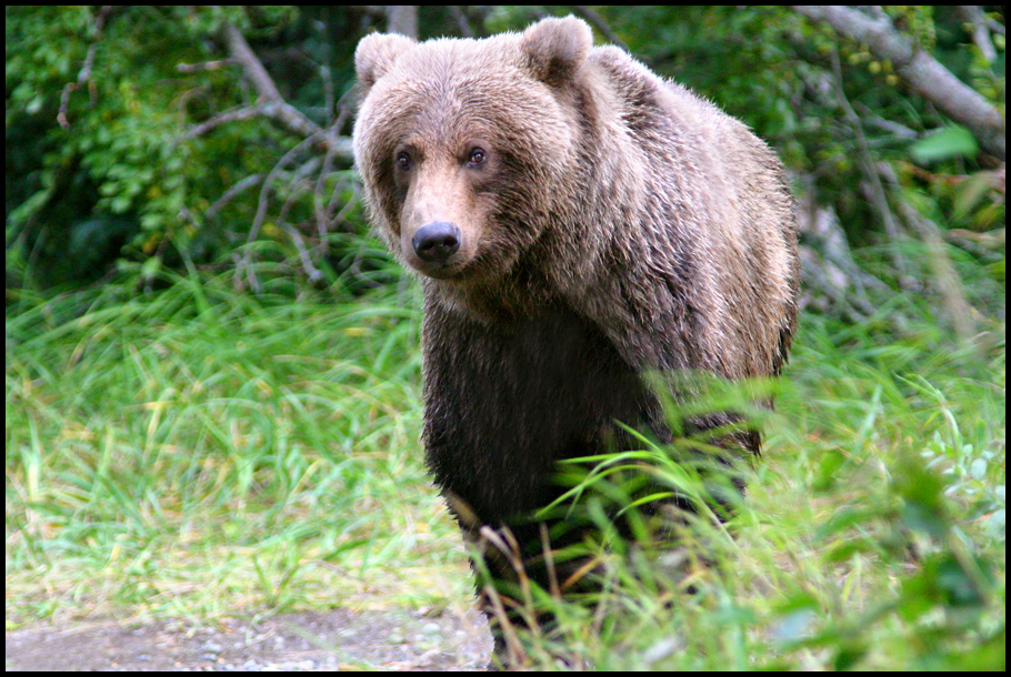 bear 29