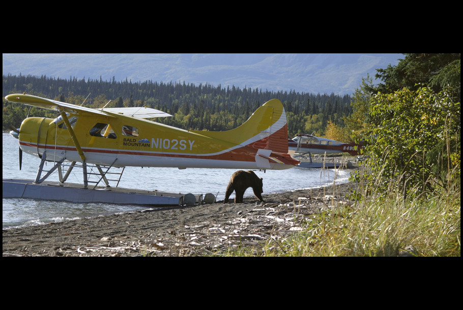 float & bear