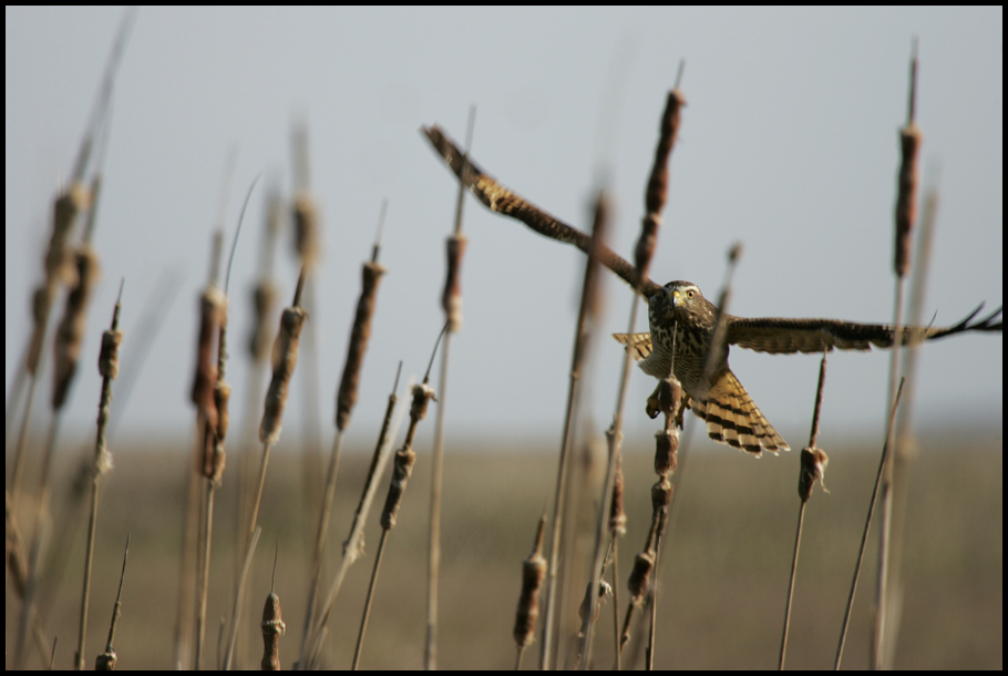 hawk flying