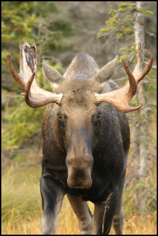 moose 5