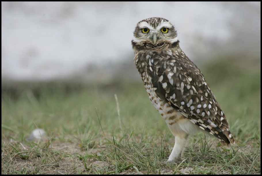 owl lover