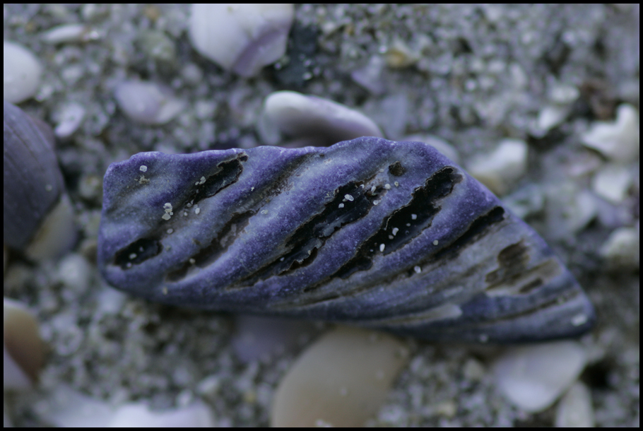 seashell- small